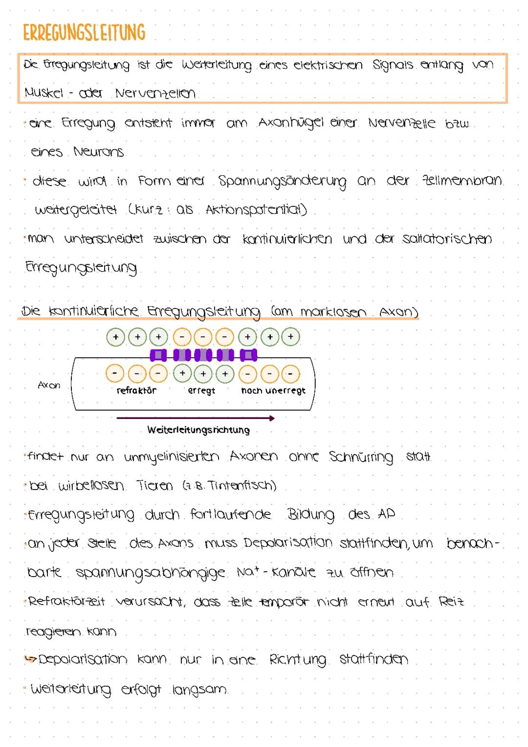 Die kontinuierliche und saltatorische Erregungsleitung
