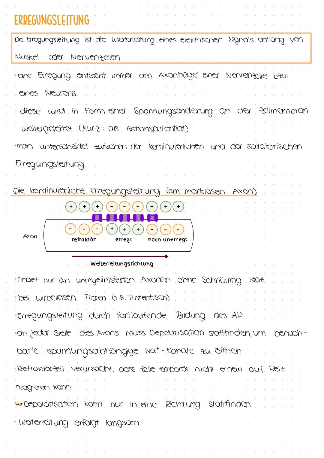 ERREGUNGSLEITUNG
Die Erregungsleitung ist die Weiterleitung eines elektrischen Signals entlang von
Muskel- oder Nervenzellen.
eine Erregung 
