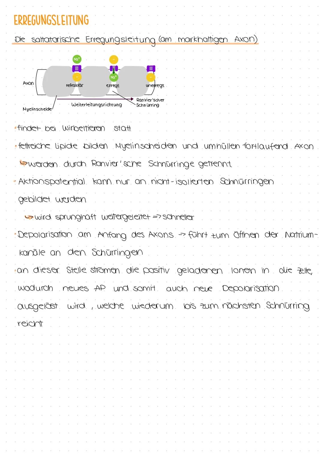 ERREGUNGSLEITUNG
Die Erregungsleitung ist die Weiterleitung eines elektrischen Signals entlang von
Muskel- oder Nervenzellen.
eine Erregung 