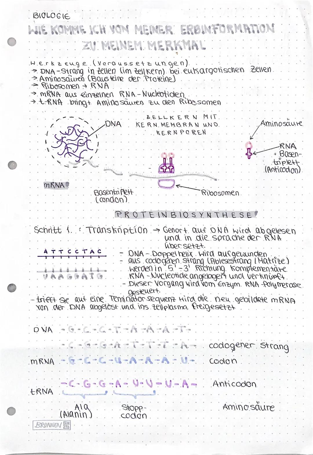 BIOLOGIE
WIE KOMME ICH VON MEINER ERBINFORMATION
ZU MEINEM MERKMAL
werkzeuge (Voraussetzungen).
→DNA-Strang in Zellen (im zellkern) bei euka