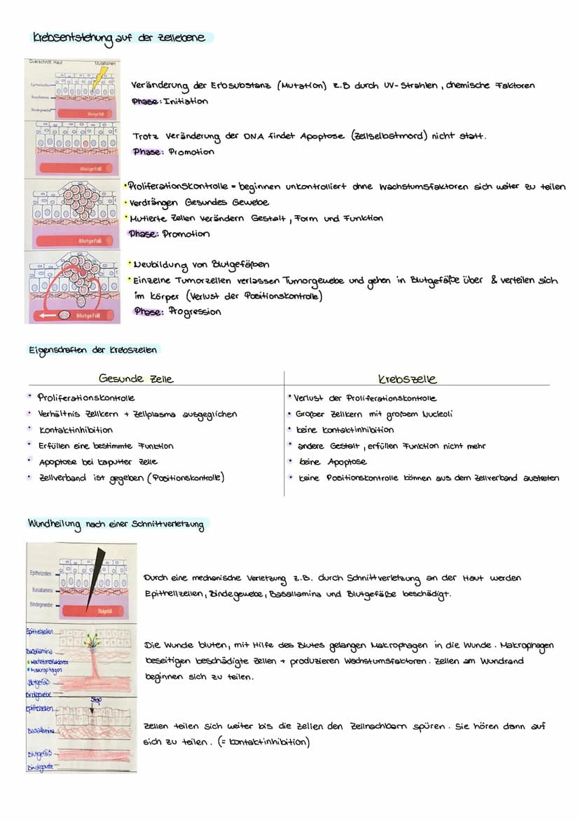 KREBS
Was ist eigentlich krebs?
krebs ist die umgangssprachliche Sammelbezeichnung für jede bösartige Neubildung von Gewebe
(Tumor, Wucherun