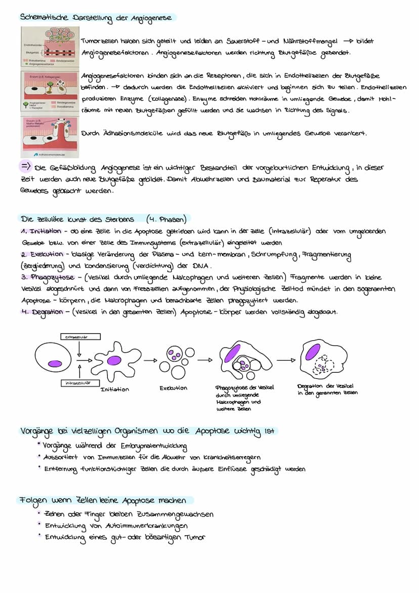 KREBS
Was ist eigentlich krebs?
krebs ist die umgangssprachliche Sammelbezeichnung für jede bösartige Neubildung von Gewebe
(Tumor, Wucherun