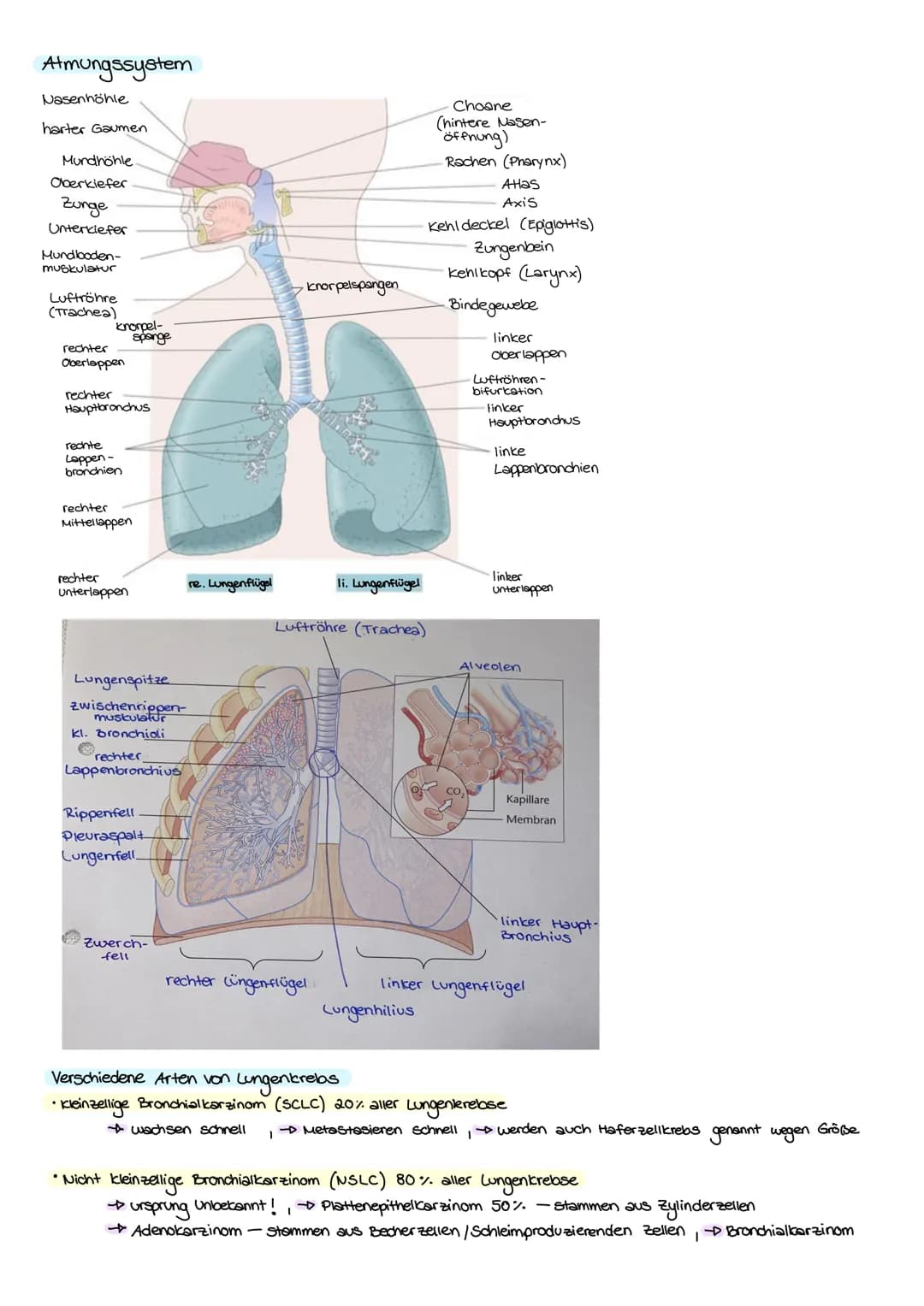 KREBS
Was ist eigentlich krebs?
krebs ist die umgangssprachliche Sammelbezeichnung für jede bösartige Neubildung von Gewebe
(Tumor, Wucherun
