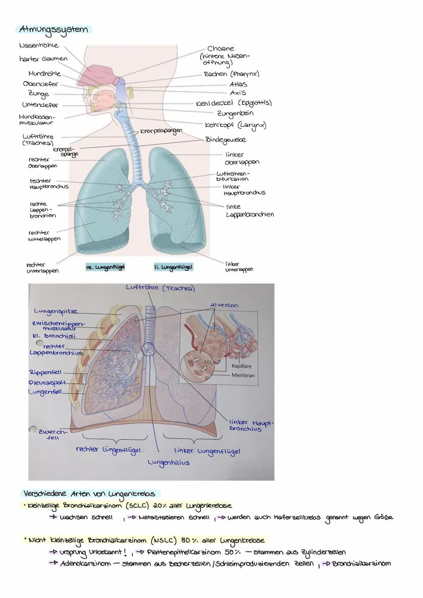 KREBS
Was ist eigentlich krebs?
krebs ist die umgangssprachliche Sammelbezeichnung für jede bösartige Neubildung von Gewebe
(Tumor, Wucherun