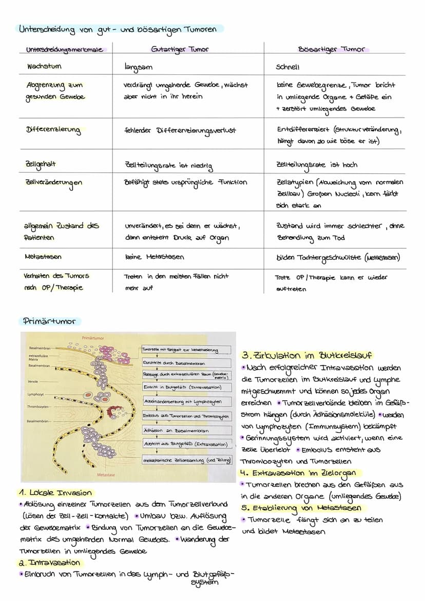 KREBS
Was ist eigentlich krebs?
krebs ist die umgangssprachliche Sammelbezeichnung für jede bösartige Neubildung von Gewebe
(Tumor, Wucherun