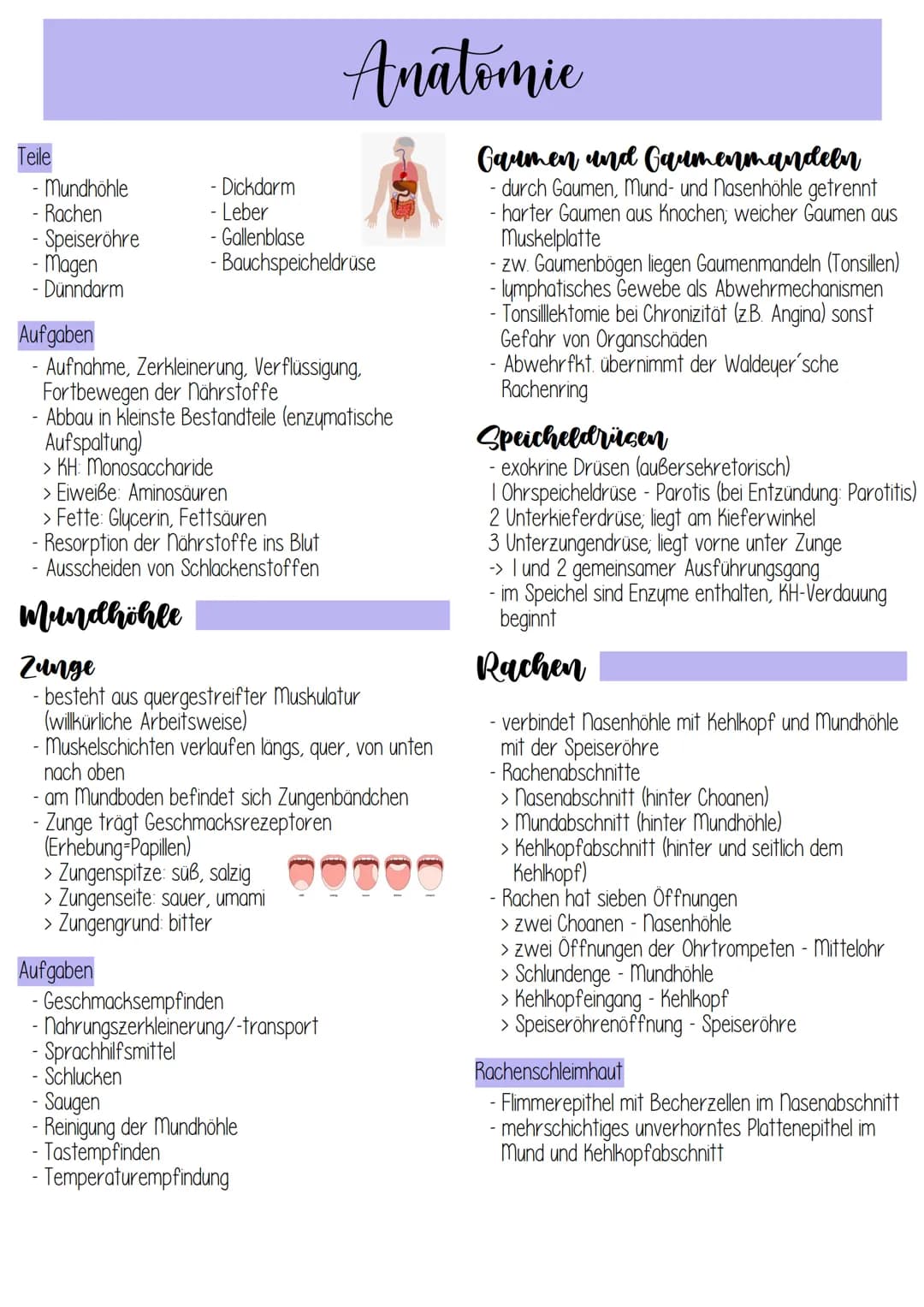 eile
- Mundhöhle
Rachen
-Speiseröhre
- Magen
Dünndarm
-
-
Aufgaben
- Aufnahme, Zerkleinerung, Verflüssigung,
Fortbewegen der Nährstoffe
Abba