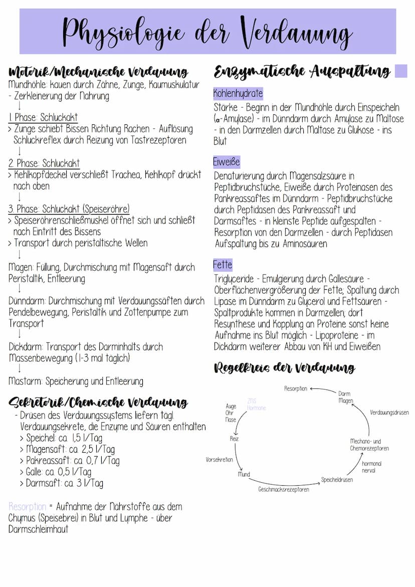 eile
- Mundhöhle
Rachen
-Speiseröhre
- Magen
Dünndarm
-
-
Aufgaben
- Aufnahme, Zerkleinerung, Verflüssigung,
Fortbewegen der Nährstoffe
Abba