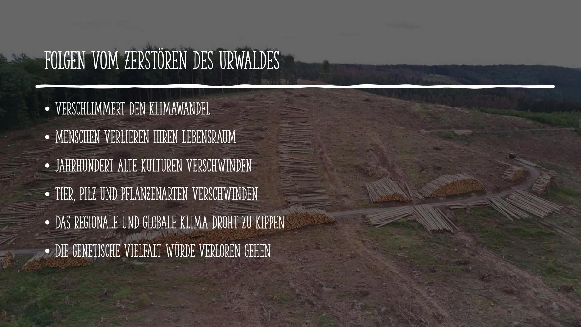 Hausarbeit im Schuljahr 2020/21
Inwiefern hat der Urwald auf das Klima der Erde einen Einfluss und welche Gefahren sind mit der
Zerstörung v