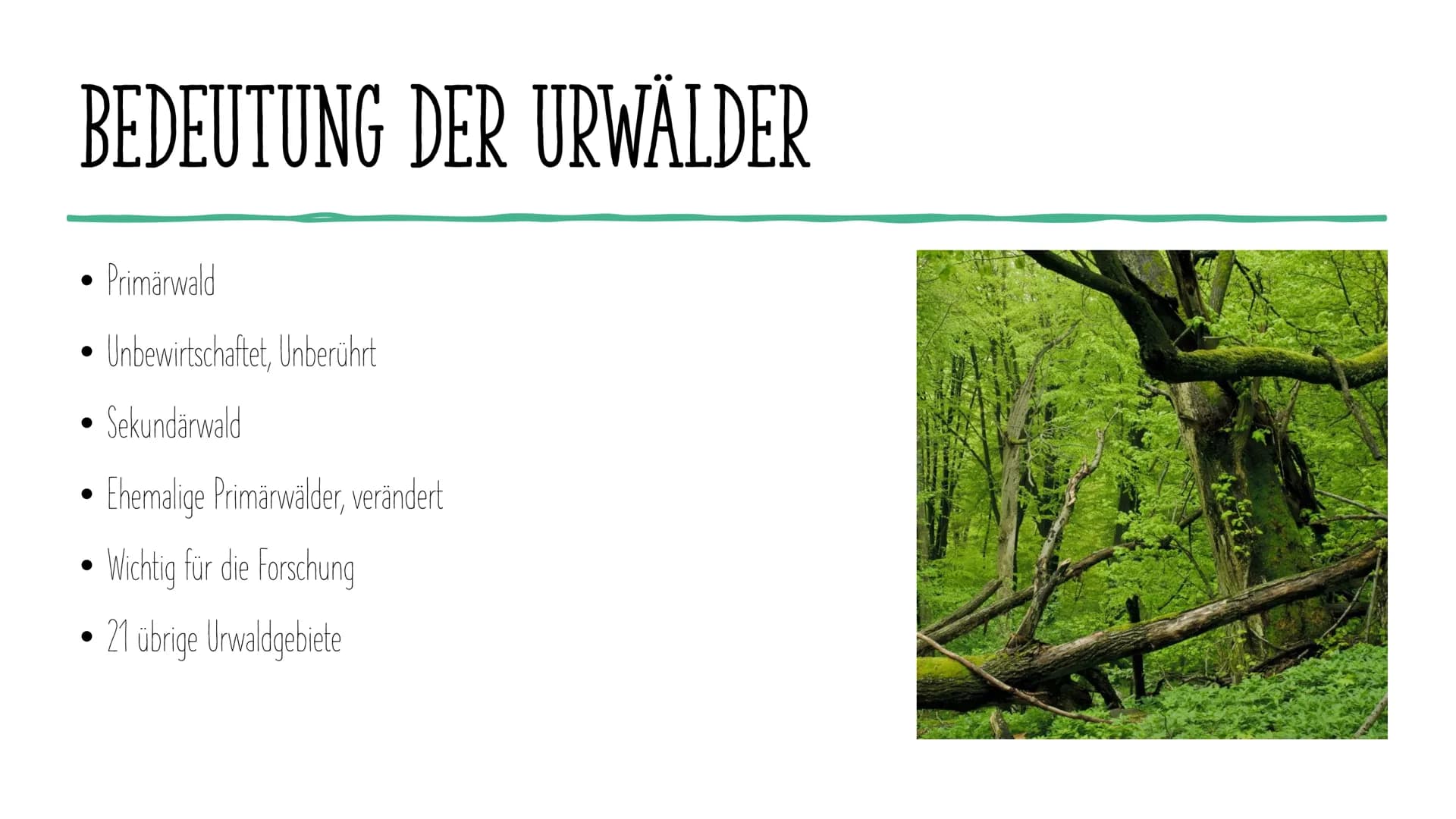 Hausarbeit im Schuljahr 2020/21
Inwiefern hat der Urwald auf das Klima der Erde einen Einfluss und welche Gefahren sind mit der
Zerstörung v