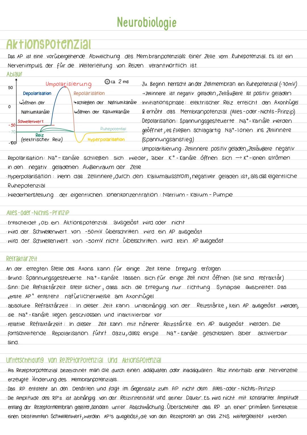 Aktionspotenzial
Das AP ist eine vorübergehende Abweichung des Membranpotenzials einer Zelle vom Ruhepotenzial. Es ist ein
Nervenimpuls der 