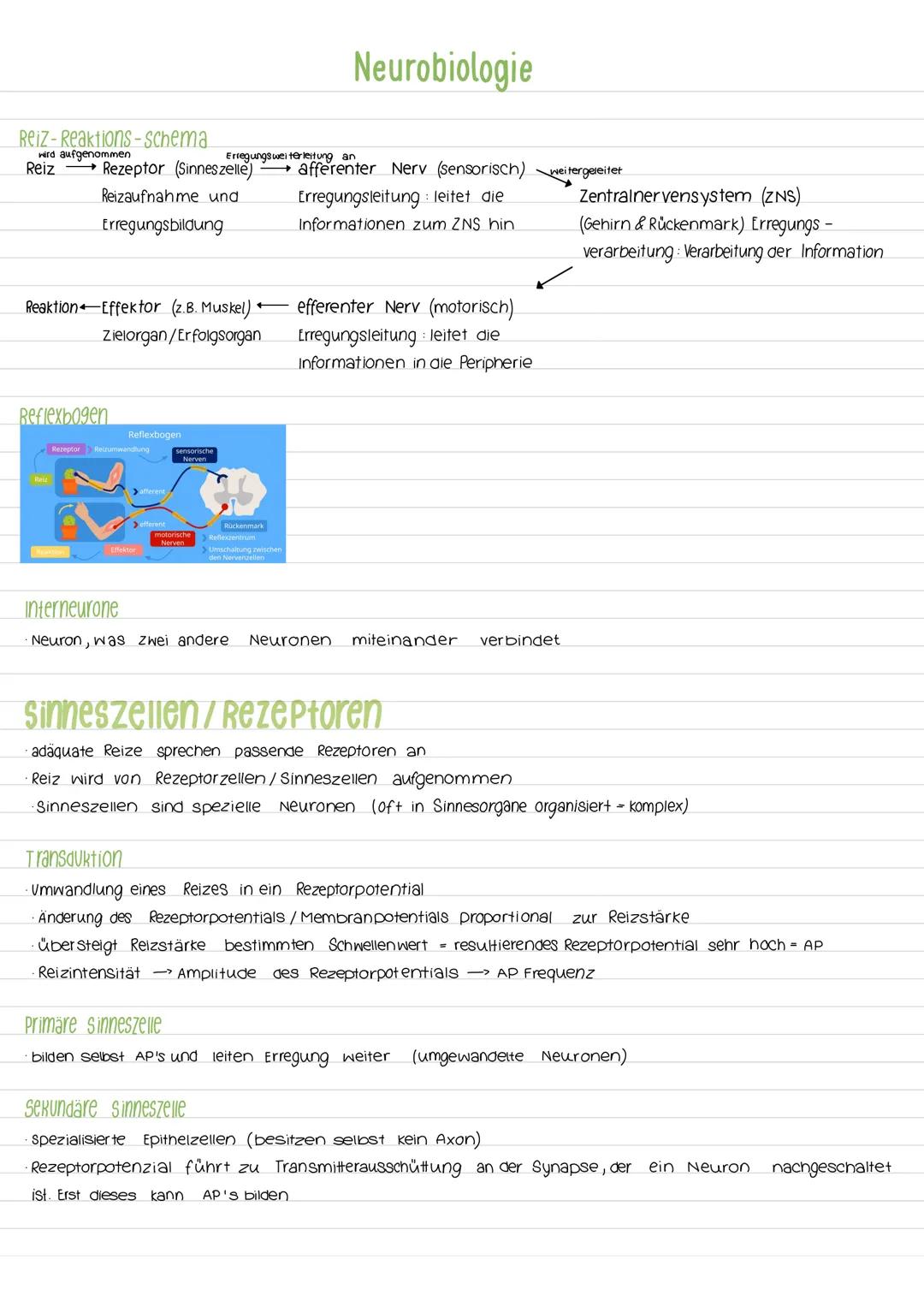 Aktionspotenzial
Das AP ist eine vorübergehende Abweichung des Membranpotenzials einer Zelle vom Ruhepotenzial. Es ist ein
Nervenimpuls der 