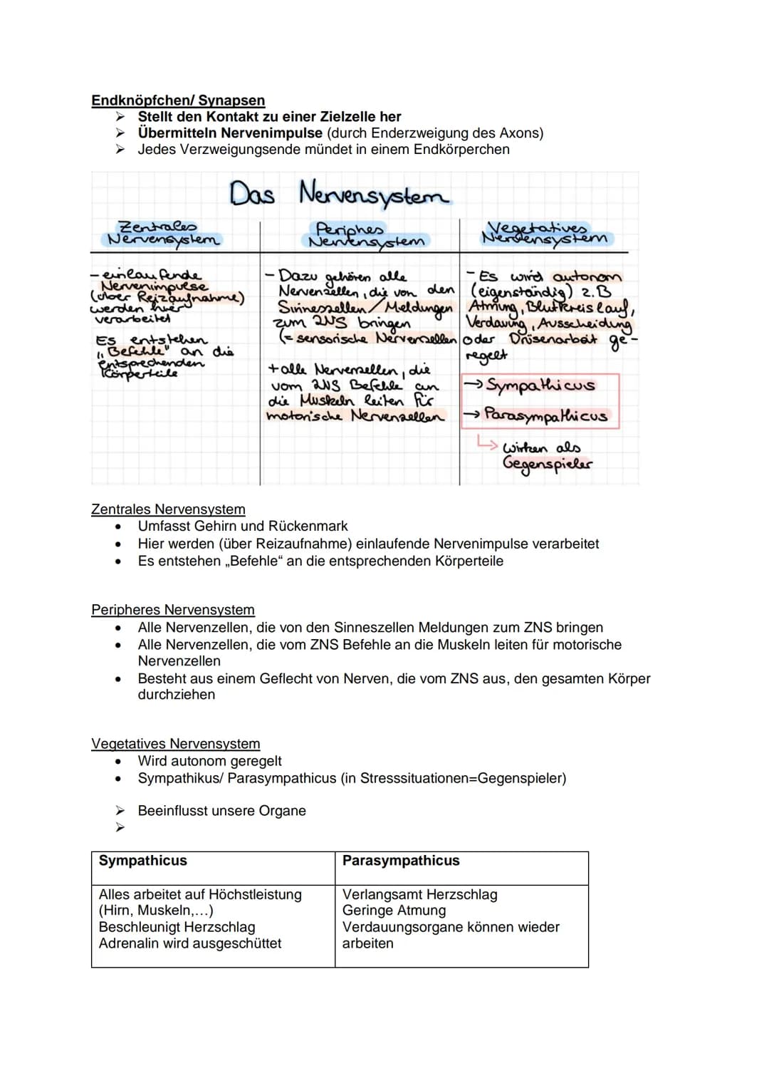 Aufbau und Funktion einer
Nervenzelle:
Dendriten
Weiterleitung
Fein verästelte Fortsätze
Ähneln einer Baumkrone
Nehmen Informationen auf und