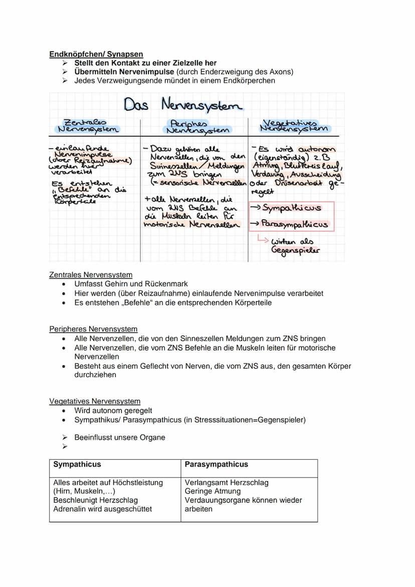 Aufbau und Funktion einer
Nervenzelle:
Dendriten
Weiterleitung
Fein verästelte Fortsätze
Ähneln einer Baumkrone
Nehmen Informationen auf und