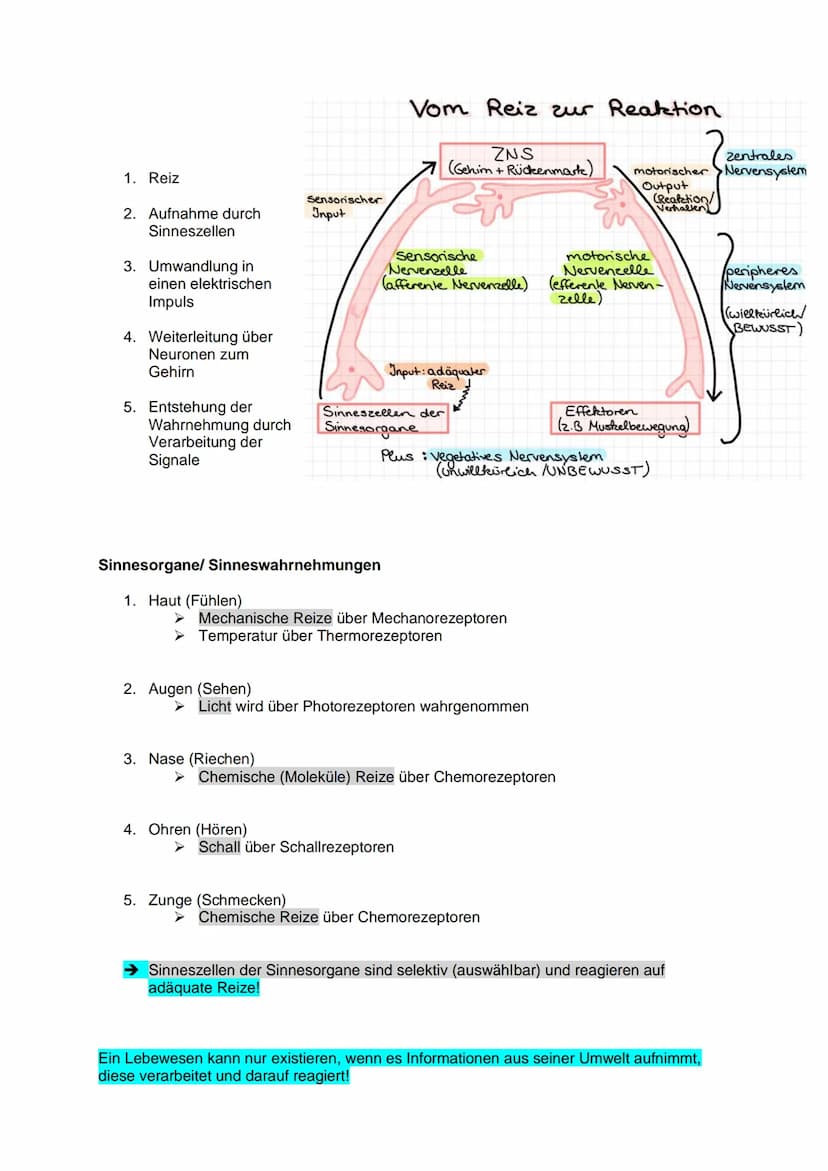 Aufbau und Funktion einer
Nervenzelle:
Dendriten
Weiterleitung
Fein verästelte Fortsätze
Ähneln einer Baumkrone
Nehmen Informationen auf und