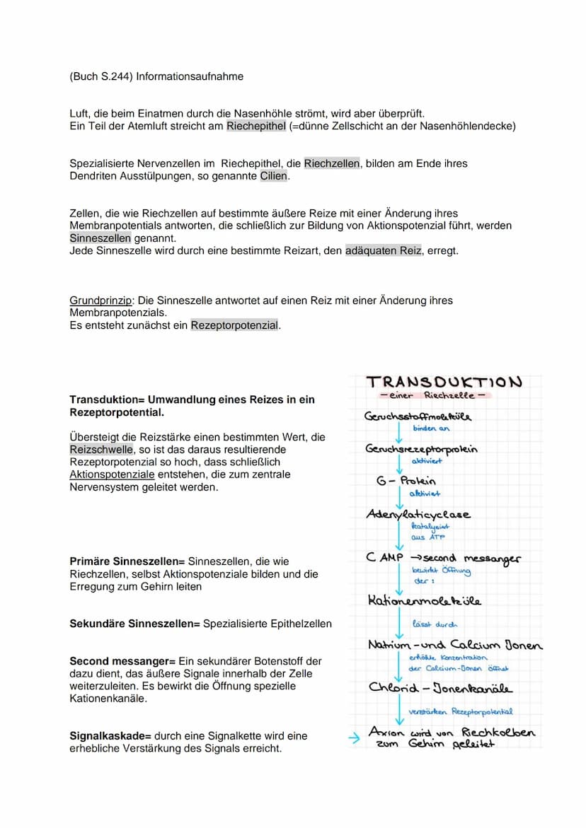 Aufbau und Funktion einer
Nervenzelle:
Dendriten
Weiterleitung
Fein verästelte Fortsätze
Ähneln einer Baumkrone
Nehmen Informationen auf und