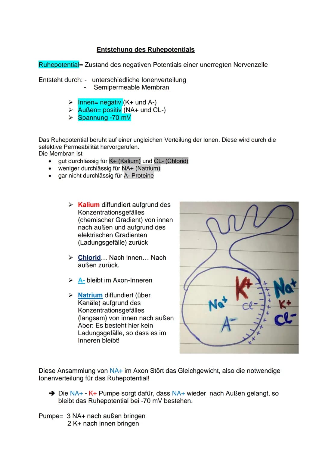 Aufbau und Funktion einer
Nervenzelle:
Dendriten
Weiterleitung
Fein verästelte Fortsätze
Ähneln einer Baumkrone
Nehmen Informationen auf und