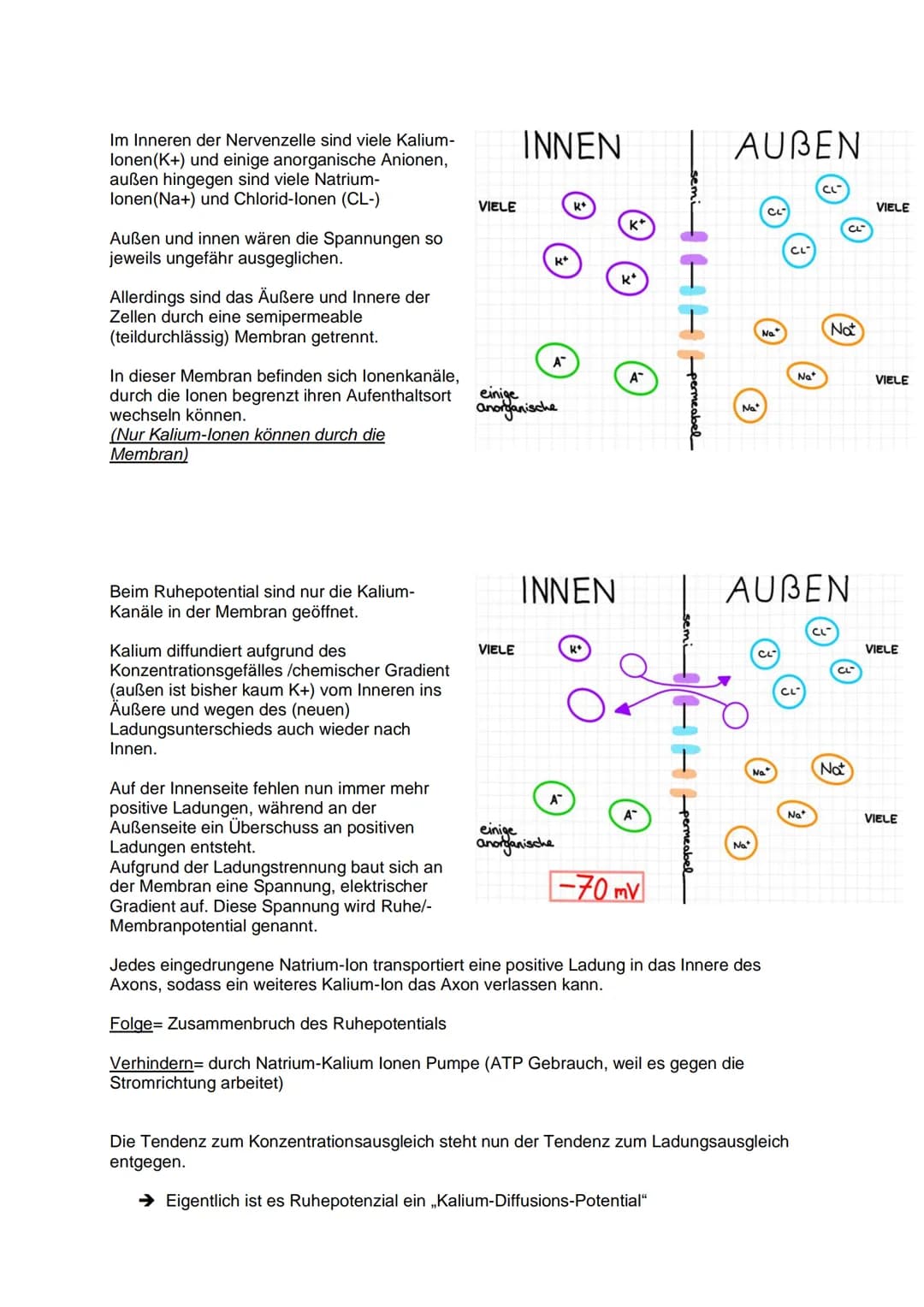 Aufbau und Funktion einer
Nervenzelle:
Dendriten
Weiterleitung
Fein verästelte Fortsätze
Ähneln einer Baumkrone
Nehmen Informationen auf und