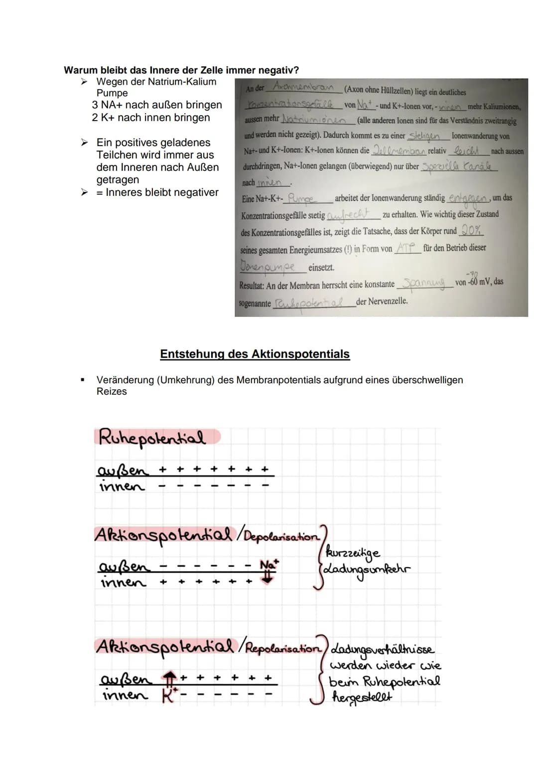Aufbau und Funktion einer
Nervenzelle:
Dendriten
Weiterleitung
Fein verästelte Fortsätze
Ähneln einer Baumkrone
Nehmen Informationen auf und