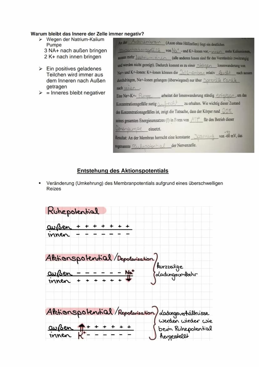 Aufbau und Funktion einer
Nervenzelle:
Dendriten
Weiterleitung
Fein verästelte Fortsätze
Ähneln einer Baumkrone
Nehmen Informationen auf und