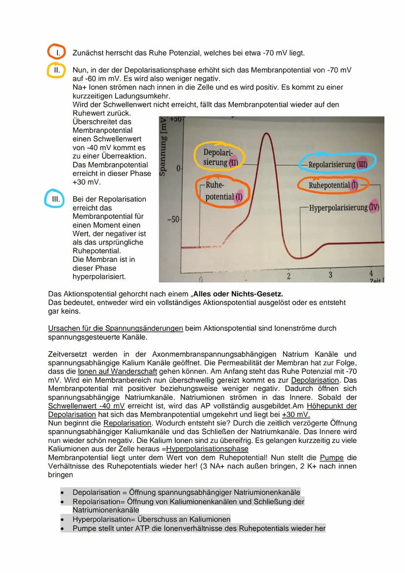 Aufbau und Funktion einer
Nervenzelle:
Dendriten
Weiterleitung
Fein verästelte Fortsätze
Ähneln einer Baumkrone
Nehmen Informationen auf und