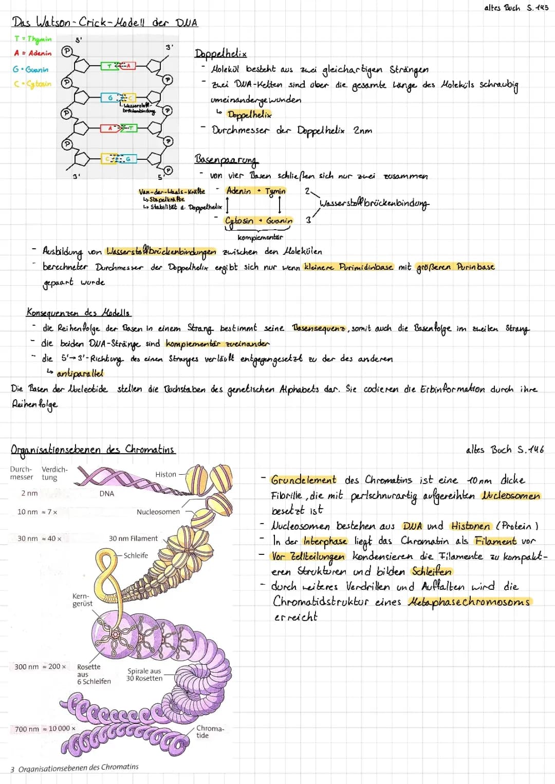 Grundlagen DNA