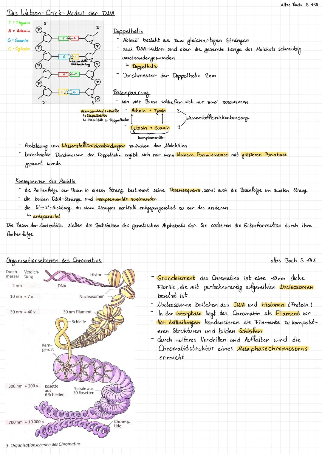 Das Watson - Crick-Modell der DNA
T = Thymin
= Adenin
A
G. Guanin
C=Cytosin
S'
3'
10 nm 7 x
30 nm = 40 x
TZ2A
A-T
Kern-
gerüst
-Wasserstoff.