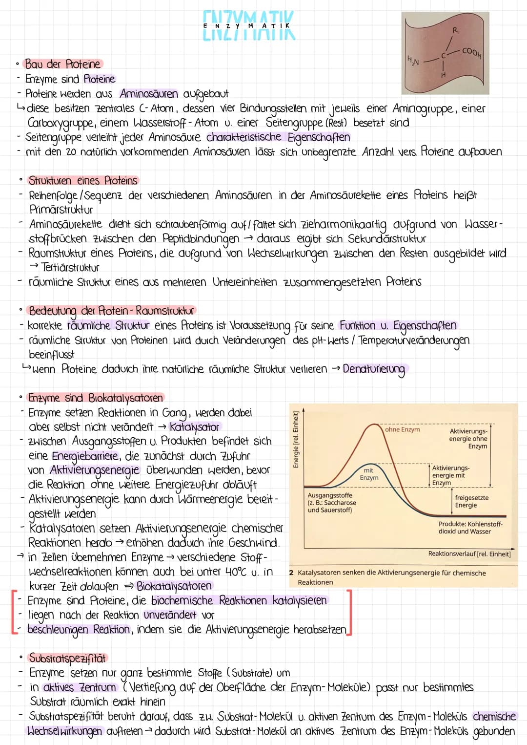 0
O
Bau der Proteine
Enzyme sind Proteine
Proteine werden aus Aminosäuren aufgebaut
↳diese besitzen zentrales C- Atom, dessen vier Bindungss