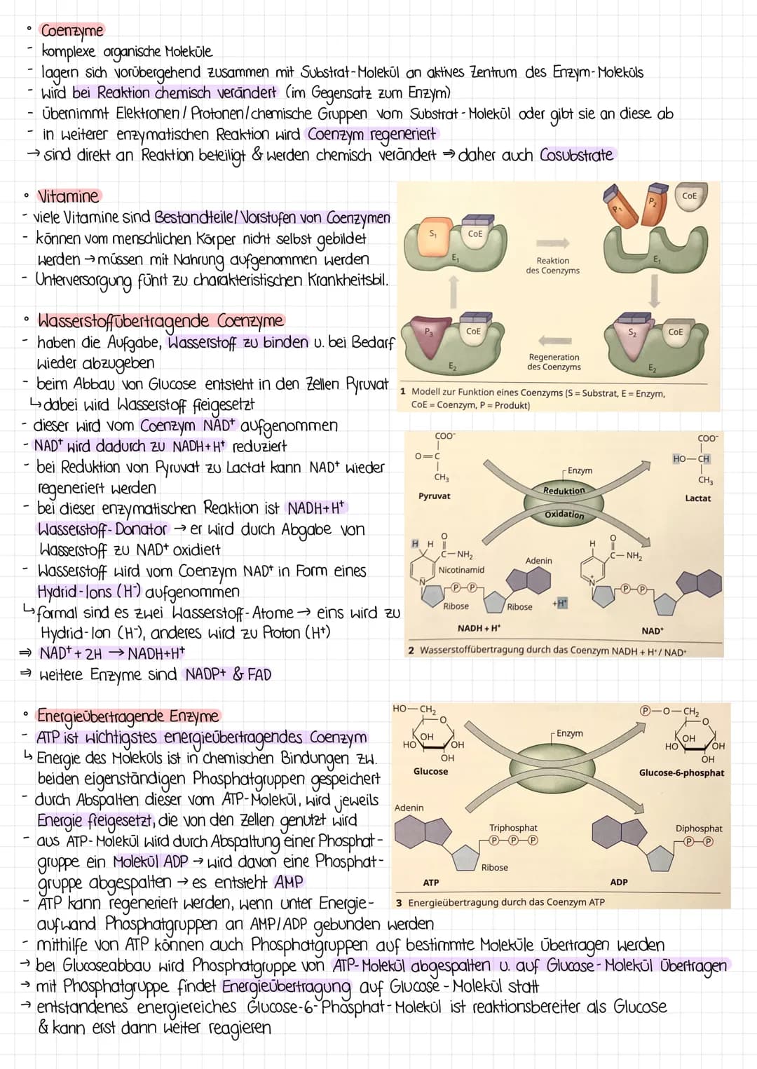 0
O
Bau der Proteine
Enzyme sind Proteine
Proteine werden aus Aminosäuren aufgebaut
↳diese besitzen zentrales C- Atom, dessen vier Bindungss