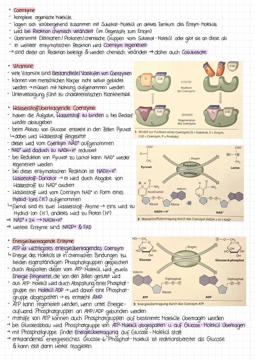 0
O
Bau der Proteine
Enzyme sind Proteine
Proteine werden aus Aminosäuren aufgebaut
↳diese besitzen zentrales C- Atom, dessen vier Bindungss