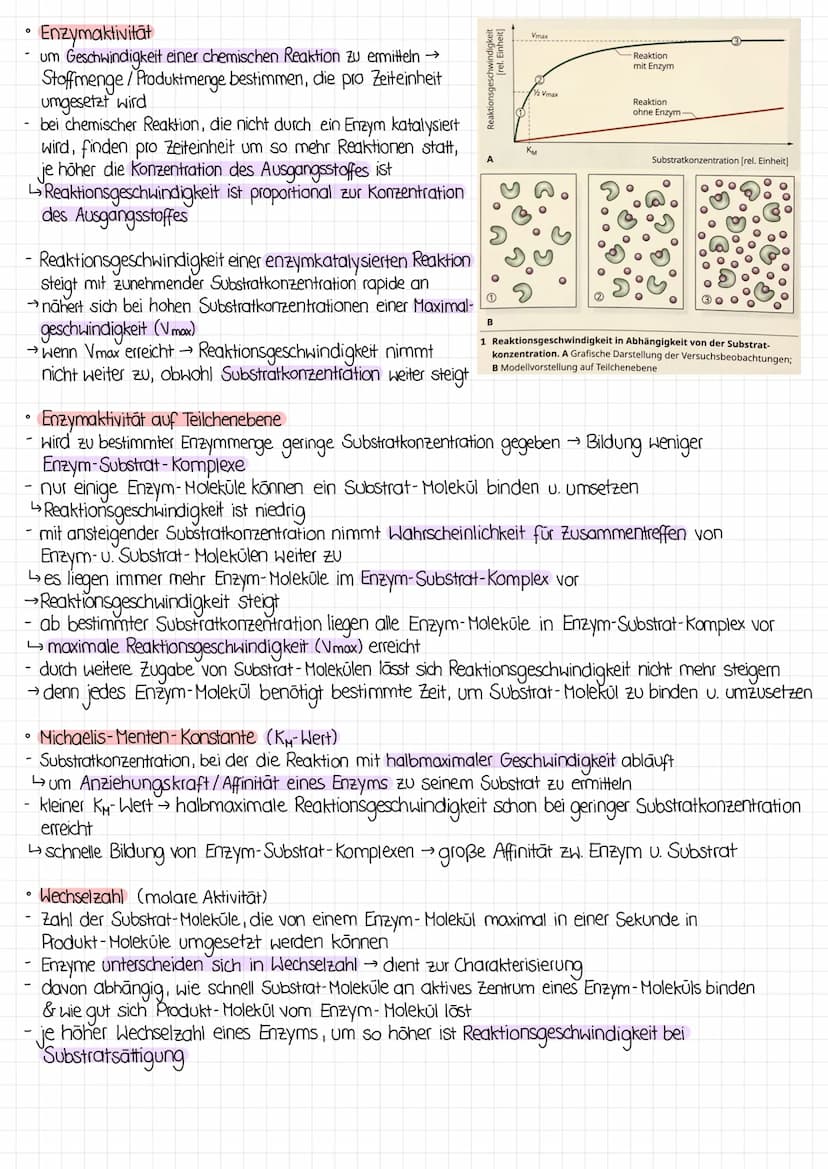0
O
Bau der Proteine
Enzyme sind Proteine
Proteine werden aus Aminosäuren aufgebaut
↳diese besitzen zentrales C- Atom, dessen vier Bindungss