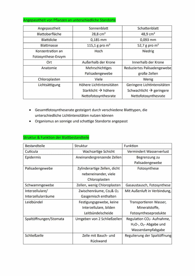 Bedeutung der Fotosynthese:
Lichtenergie wird für Lebewesen nutzbar:
● Chlorophyll kann durch Licht absorbieren (aufgenommen werden) → Umwan