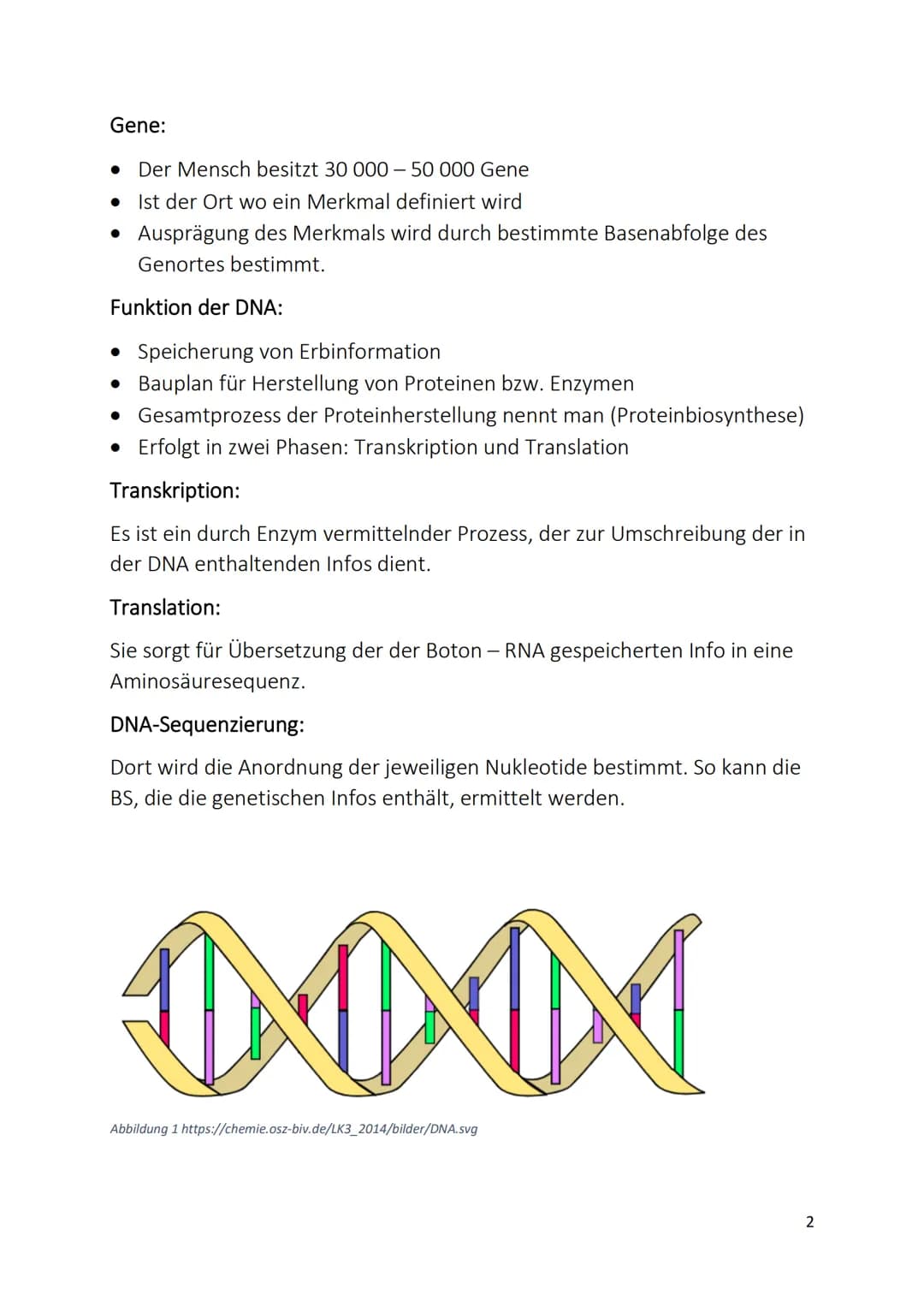 DNA (Desoxyribonukleinsäure)
Was ist die DNA?
• Langer sehr dünner Faden
• Befindet sich in jeder Zelle eines Lebewesens
• Oft liegt sie im 