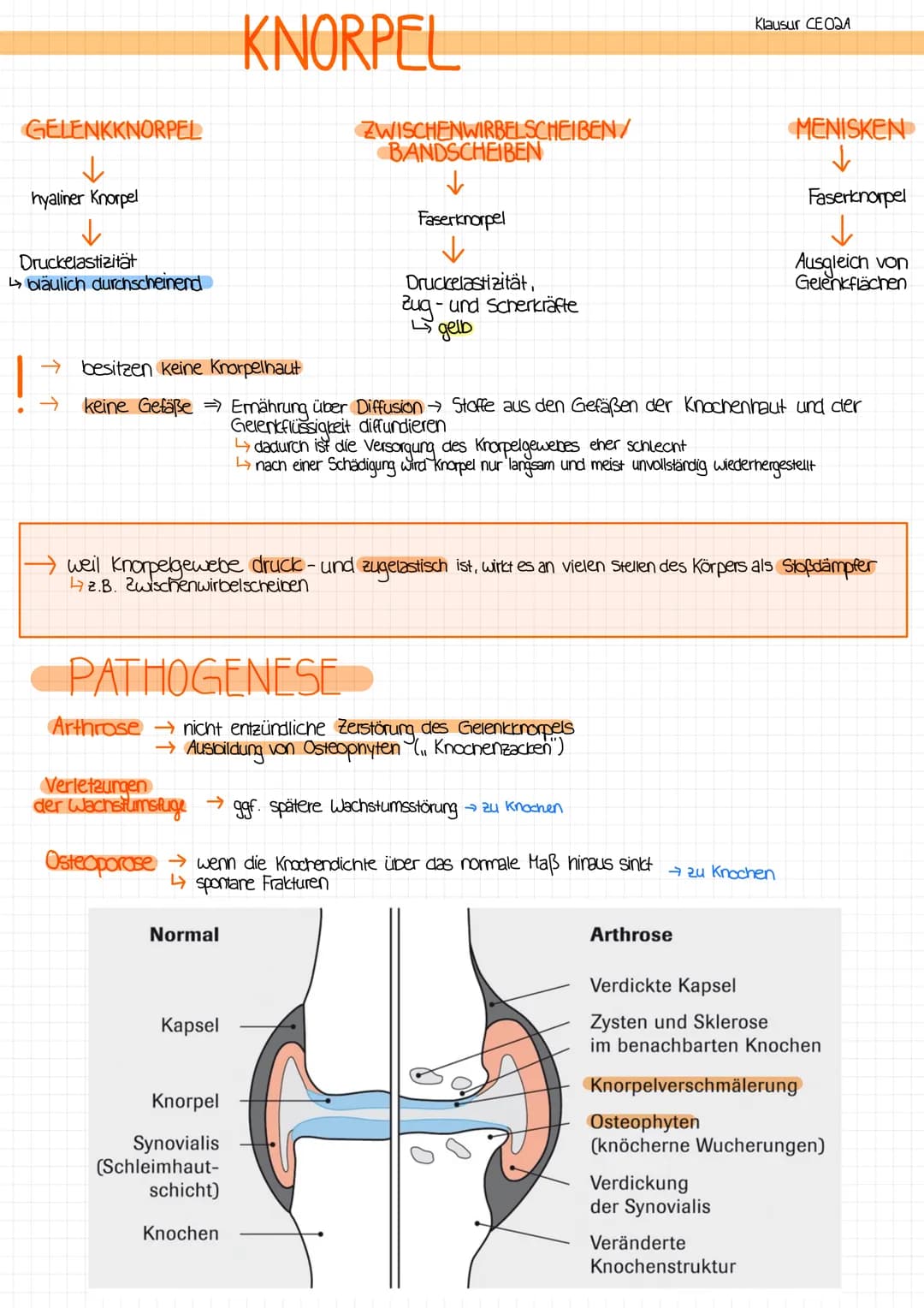 AUFGABEN
→verbindet 2 oder mehr Knochen miteinander
mit Gelenkspalt oder ohne Gelenkspalt
MIT GELENKSPALT
→die beteiligten Knochenenden sind