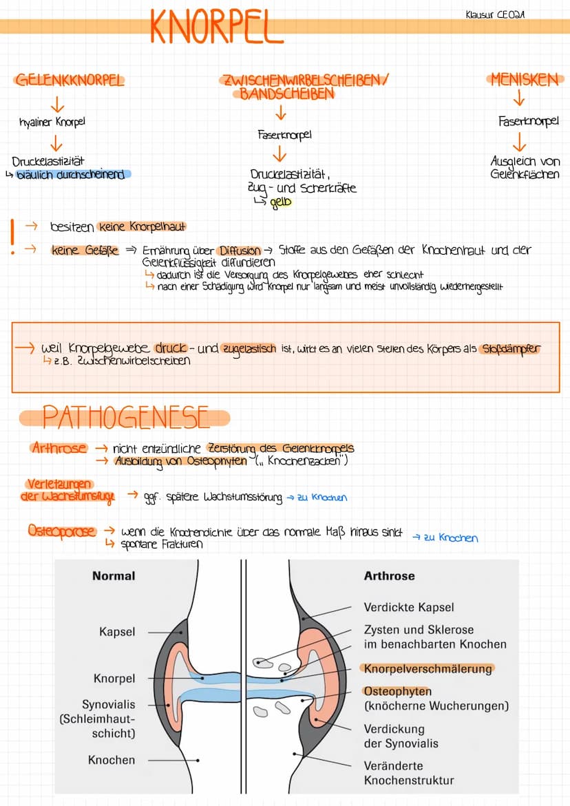 AUFGABEN
→verbindet 2 oder mehr Knochen miteinander
mit Gelenkspalt oder ohne Gelenkspalt
MIT GELENKSPALT
→die beteiligten Knochenenden sind