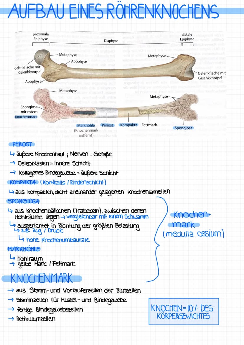 AUFGABEN
→verbindet 2 oder mehr Knochen miteinander
mit Gelenkspalt oder ohne Gelenkspalt
MIT GELENKSPALT
→die beteiligten Knochenenden sind