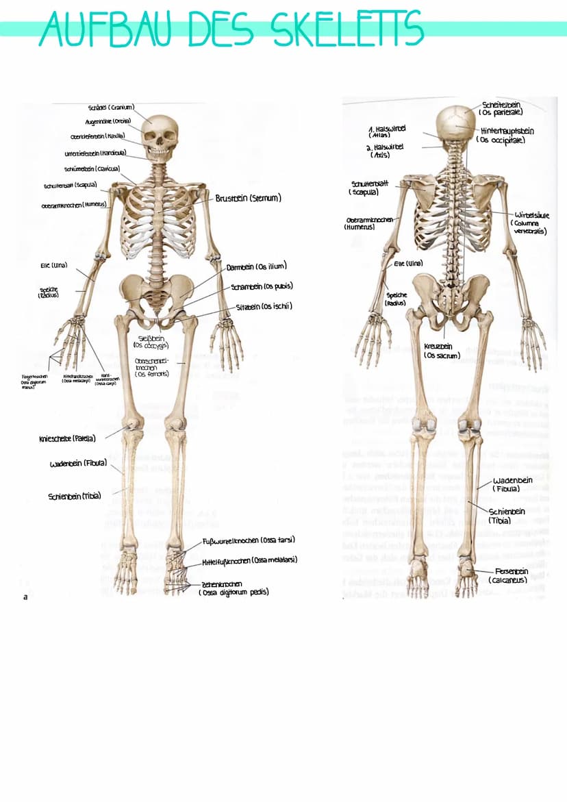 AUFGABEN
→verbindet 2 oder mehr Knochen miteinander
mit Gelenkspalt oder ohne Gelenkspalt
MIT GELENKSPALT
→die beteiligten Knochenenden sind