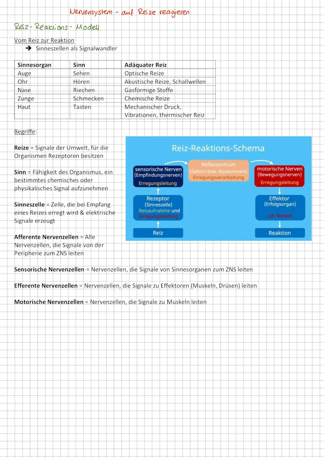 Nervensystem