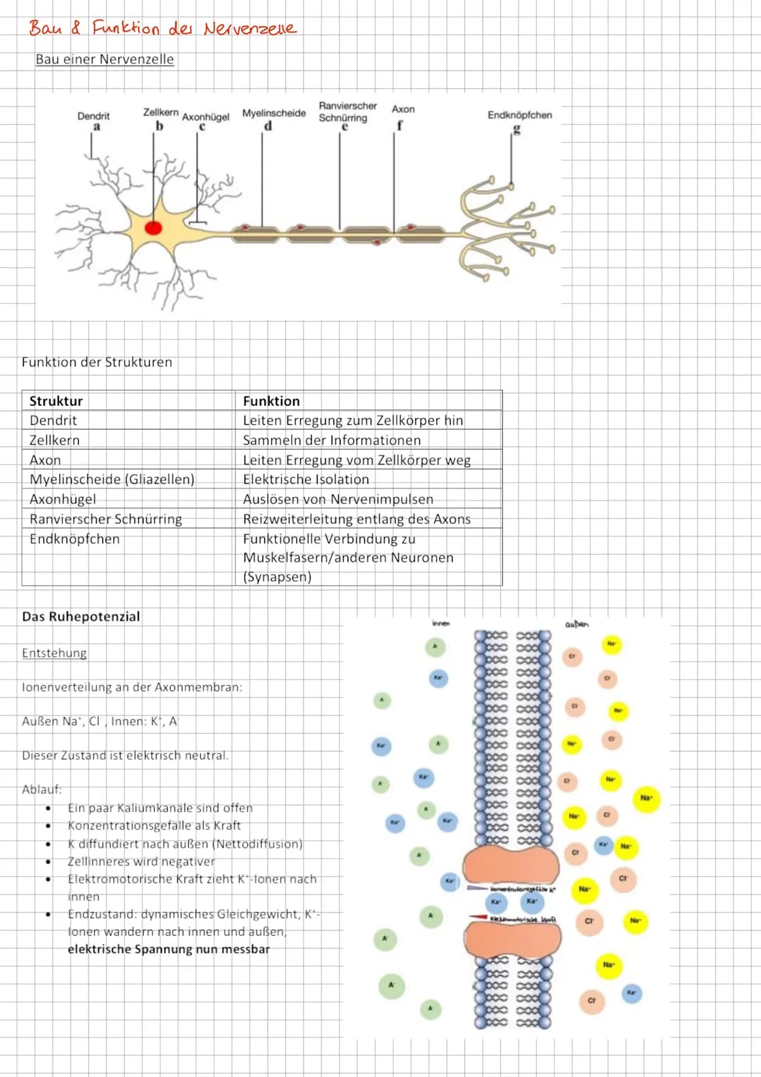 Reiz- Reaktions- Modell
Nervensystem - auf Reize reagieren
Vom Reiz zur Reaktion
➜Sinneszellen als Signalwandler
Sinnesorgan
Auge
Ohr
Nase
Z