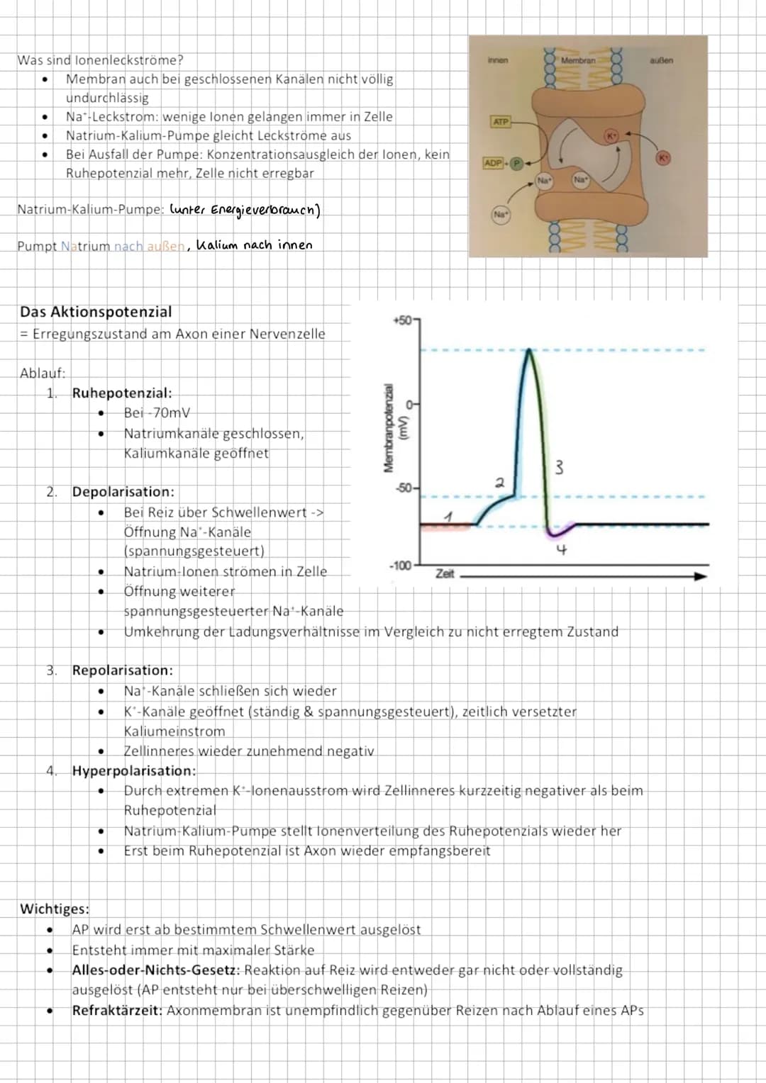 Reiz- Reaktions- Modell
Nervensystem - auf Reize reagieren
Vom Reiz zur Reaktion
➜Sinneszellen als Signalwandler
Sinnesorgan
Auge
Ohr
Nase
Z