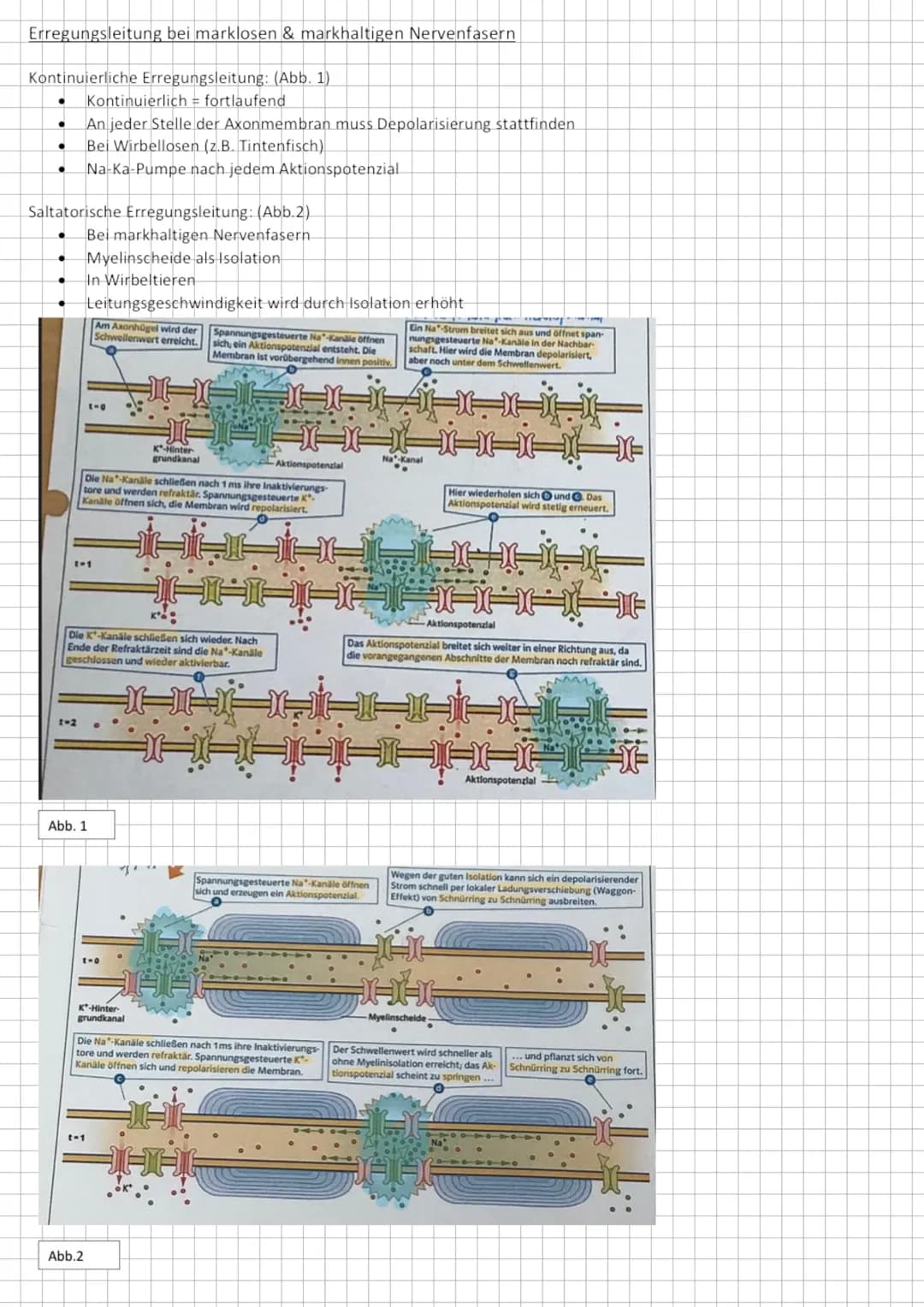 Reiz- Reaktions- Modell
Nervensystem - auf Reize reagieren
Vom Reiz zur Reaktion
➜Sinneszellen als Signalwandler
Sinnesorgan
Auge
Ohr
Nase
Z