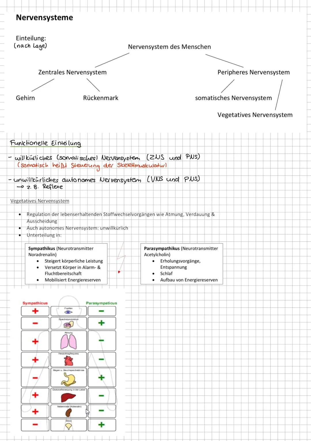 Reiz- Reaktions- Modell
Nervensystem - auf Reize reagieren
Vom Reiz zur Reaktion
➜Sinneszellen als Signalwandler
Sinnesorgan
Auge
Ohr
Nase
Z