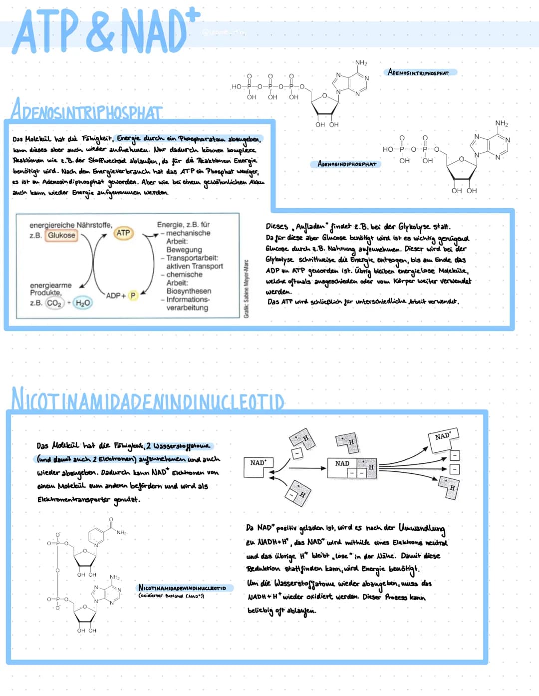 ATP & NAD*
energiereiche Nährstoffe,
z.B. Glukose
ADENOSINTRIPHOSPHAT
Das Molekül hat die Fähigkeit, Energie durch ein Phosphoratom abeugebe