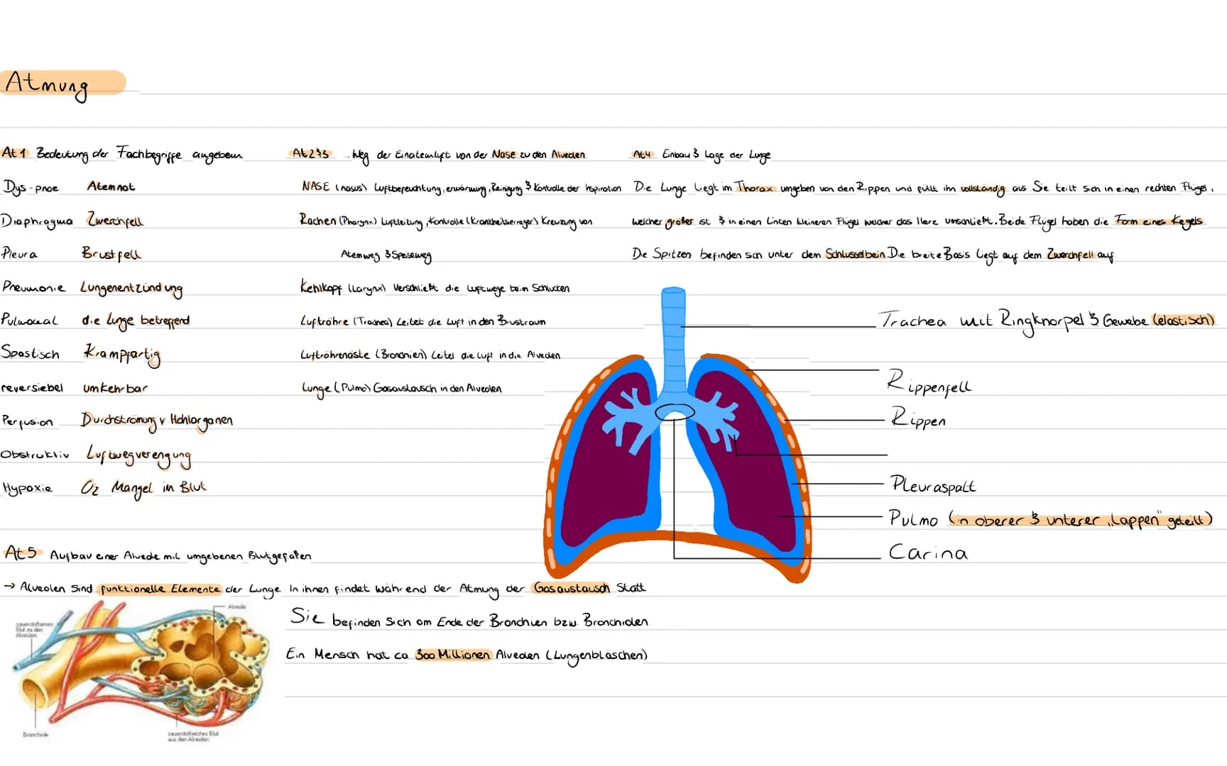 Atmung
At 1 Bedeutung der Fachbegriffe angeben
Dys-pnoe
Diaphragma Zwerchfell
Pleur a
Brust fell
Pneumonie Lungenentzündung
Pulmonal
die Lun