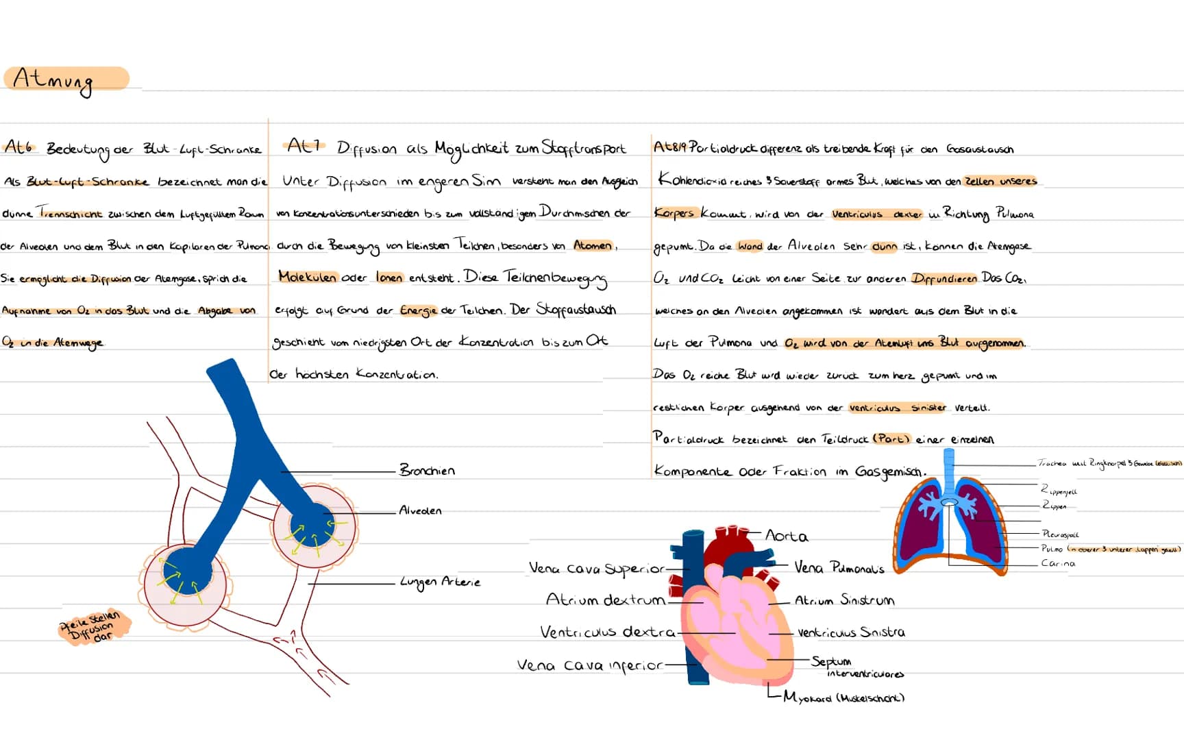 Atmung
At 1 Bedeutung der Fachbegriffe angeben
Dys-pnoe
Diaphragma Zwerchfell
Pleur a
Brust fell
Pneumonie Lungenentzündung
Pulmonal
die Lun