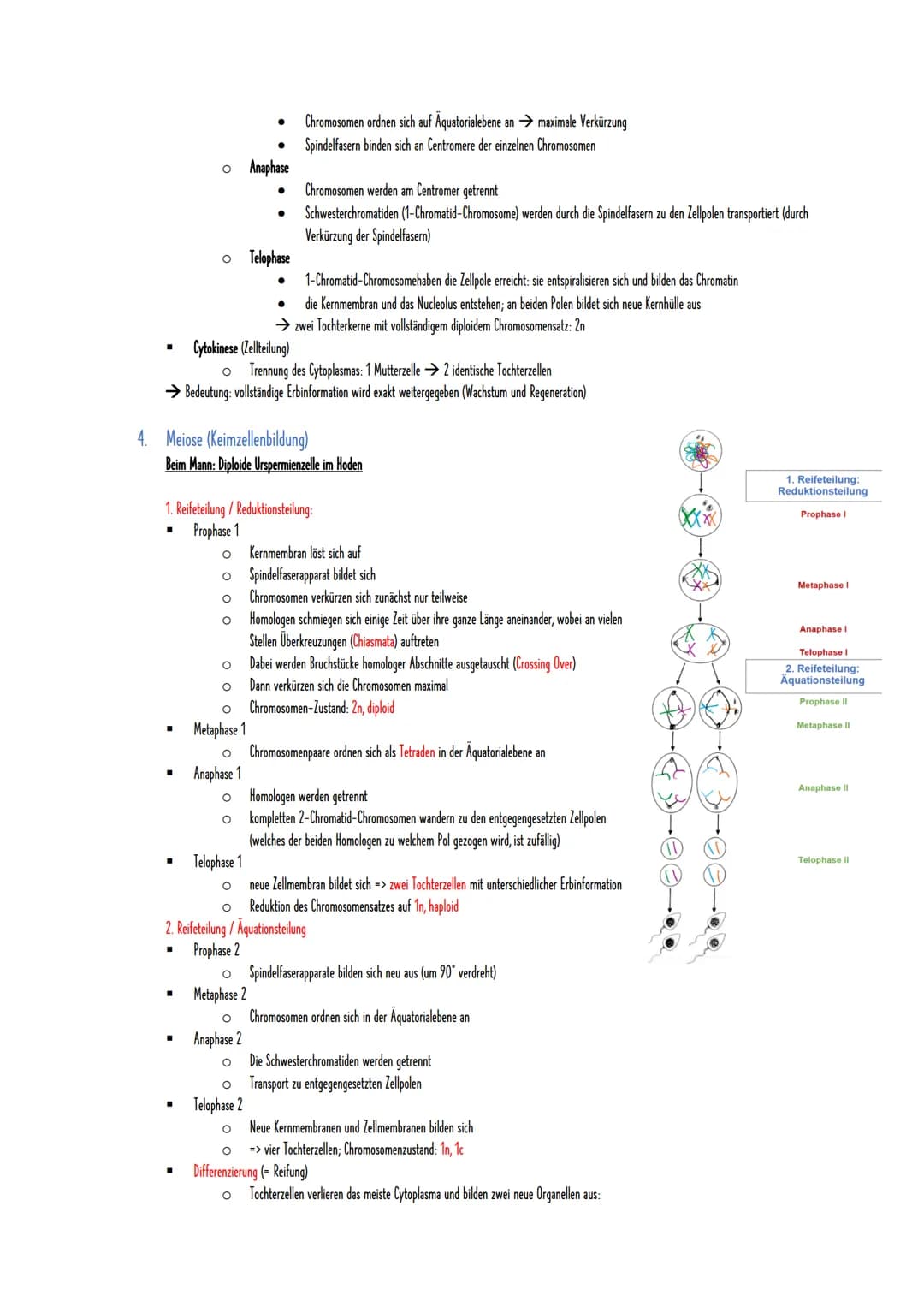 1) Zytogenetik
1. Chromosomen
= Träger der Erbinformation eines Organismus und liegen im Zellkern vor
Feinbau: DNA (Desoxyribonukleinsäure),