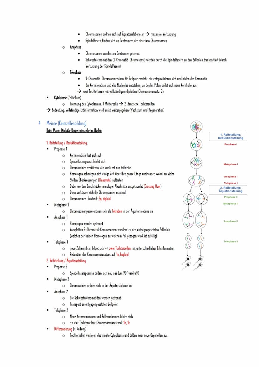1) Zytogenetik
1. Chromosomen
= Träger der Erbinformation eines Organismus und liegen im Zellkern vor
Feinbau: DNA (Desoxyribonukleinsäure),