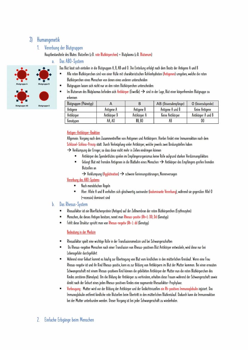 1) Zytogenetik
1. Chromosomen
= Träger der Erbinformation eines Organismus und liegen im Zellkern vor
Feinbau: DNA (Desoxyribonukleinsäure),