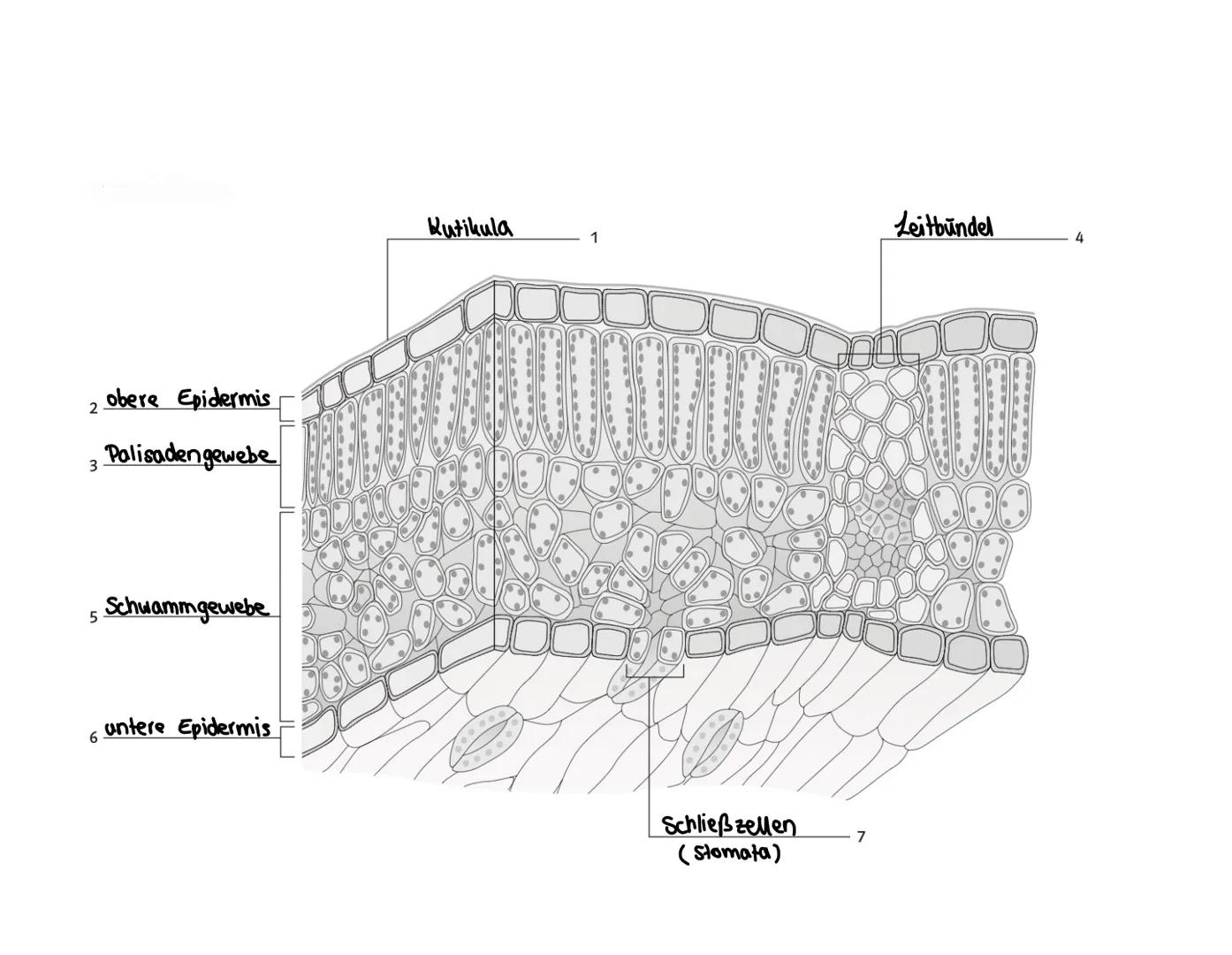 2 obere Epidermis

3 Palisadengewebe

5 Schwammgewebe

Kutikula

.....
000

Leitbündel
1
4

untere Epidermis

Schließzellen
(Stomata)
7 Quer