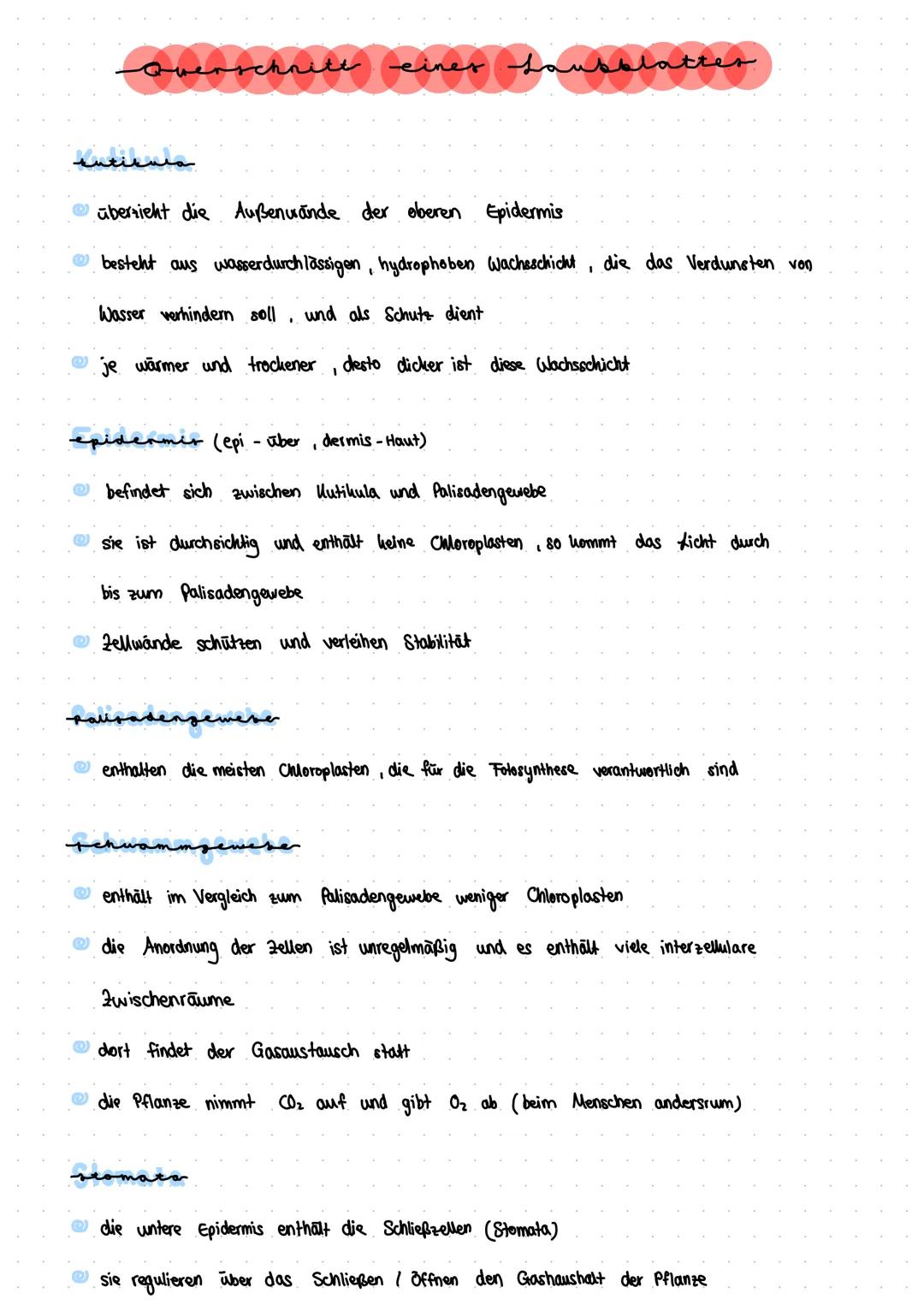 2 obere Epidermis

3 Palisadengewebe

5 Schwammgewebe

Kutikula

.....
000

Leitbündel
1
4

untere Epidermis

Schließzellen
(Stomata)
7 Quer