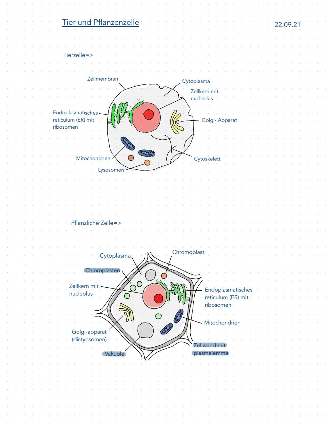 Tier-und Pflanzenzelle

Tierzelle=>

Zellmembran

Endoplasmatisches
reticulum (ER) mit
ribosomen

Cytoplasma
Zellkern mit
nucleolus

Golgi- 